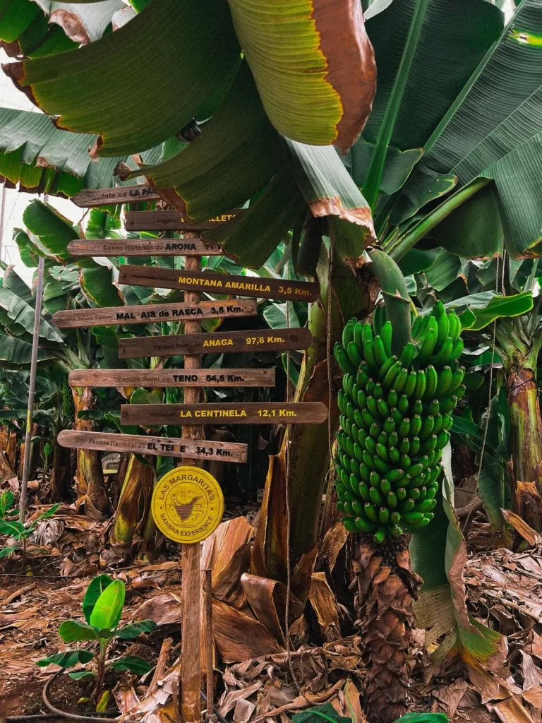 finca las margaritas wooden signs