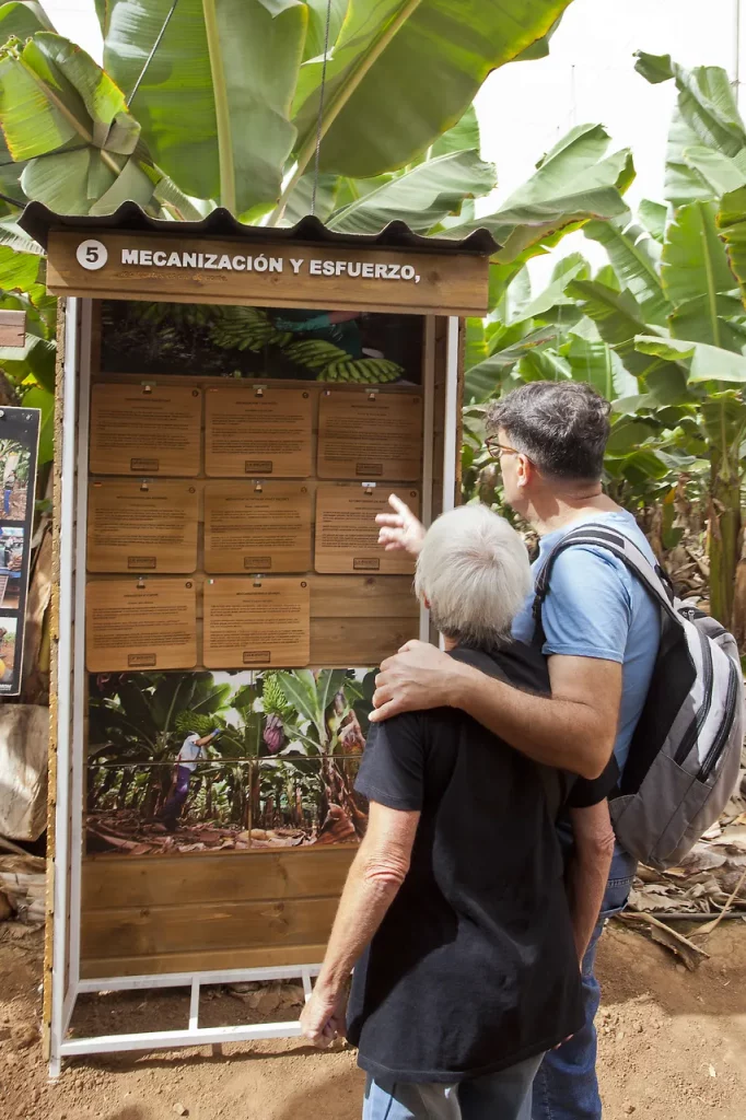 visita autoguiada banana esperience tenerife 1