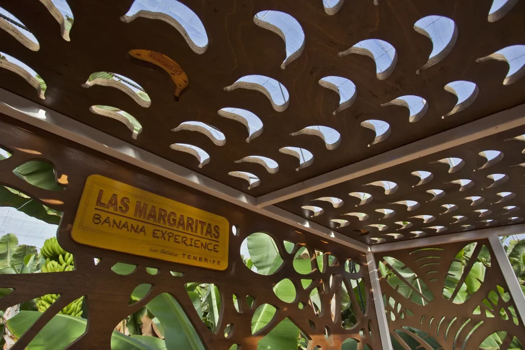 visita autoguiada banana esperience tenerife 3