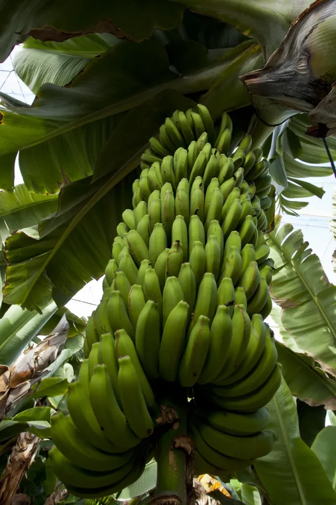 visita autoguiada banana esperience tenerife 4