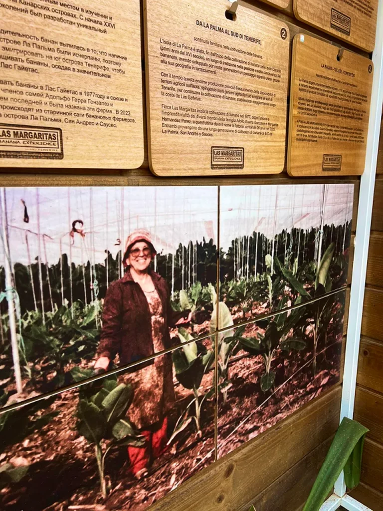 visita autoguiada banana esperience tenerife 8