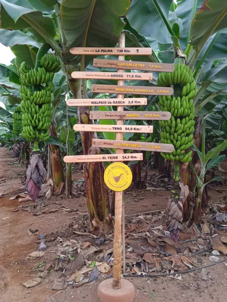 visita guiada banana esperience tenerife 1
