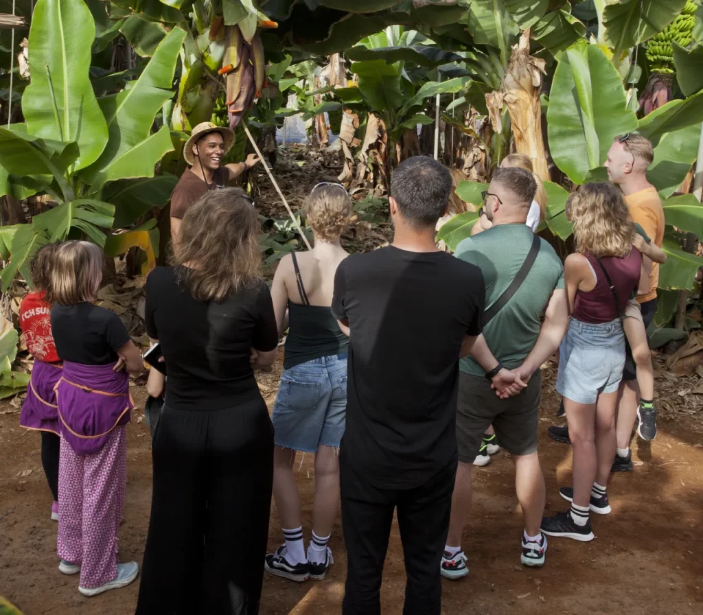 visita guiada banana esperience tenerife 4