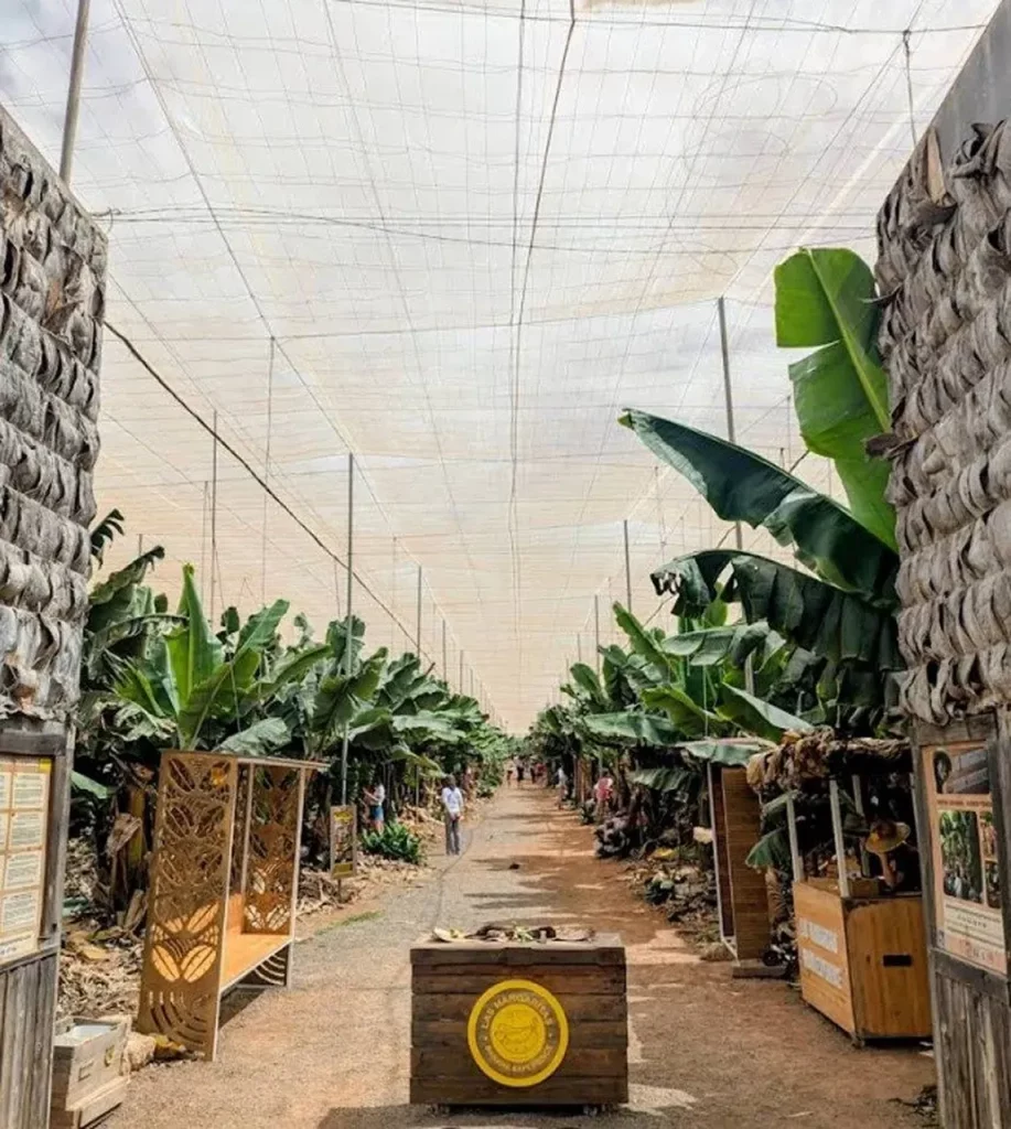 visita guiada banana esperience tenerife 6
