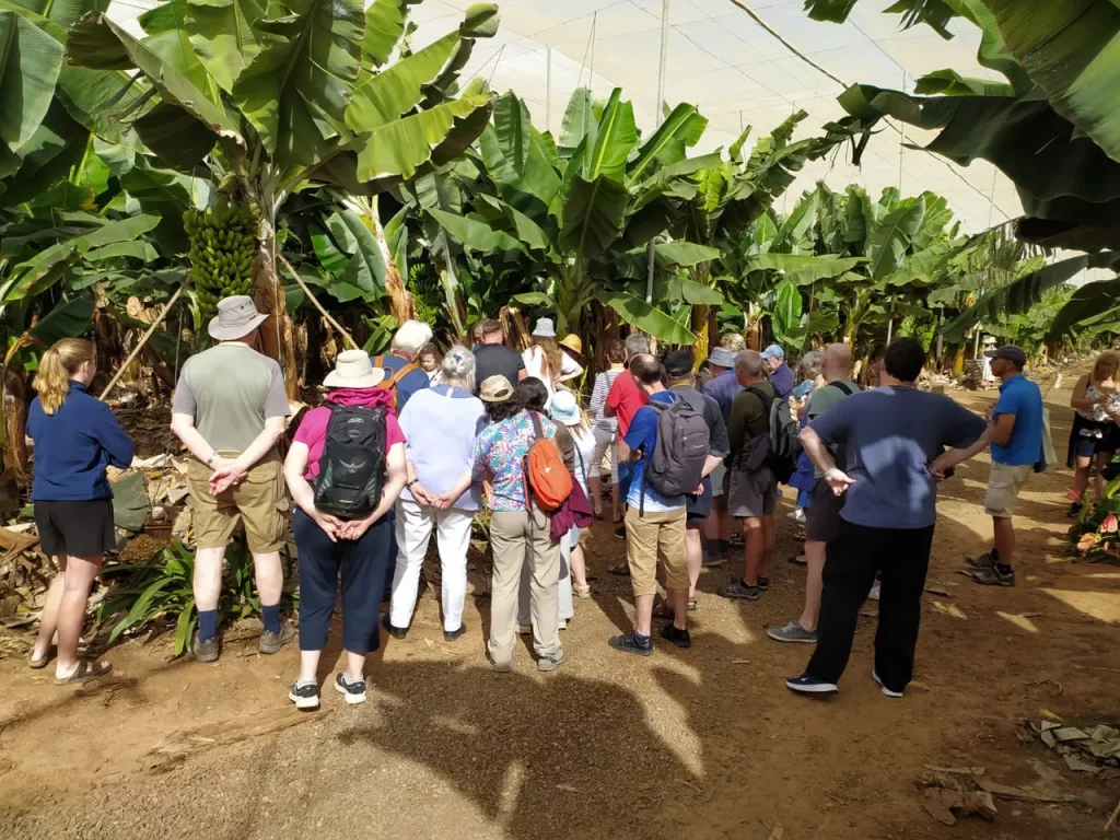 visita guiada banana esperience tenerife 7