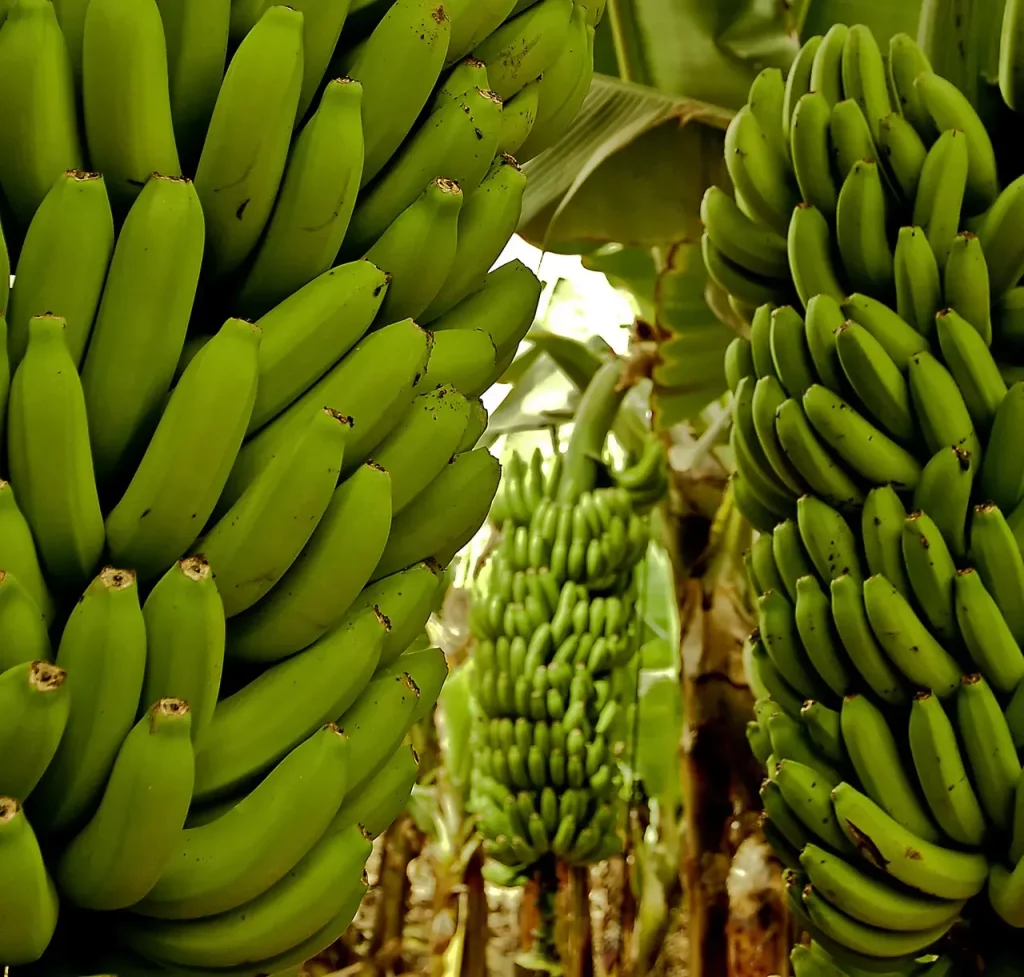 visitas de grupo banana esperience tenerife 4