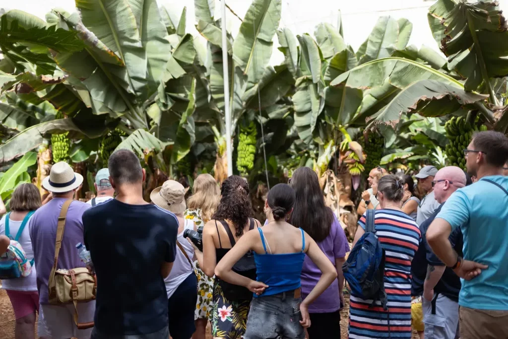 visitas de grupo banana esperience tenerife 5